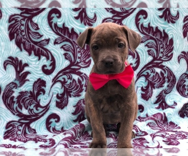 Medium Photo #6 Cane Corso Puppy For Sale in CLAY, PA, USA