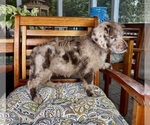 Chip - Male Labradoodle Puppy for Sale - Photo #2