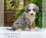 Small #3 Bernedoodle (Miniature)