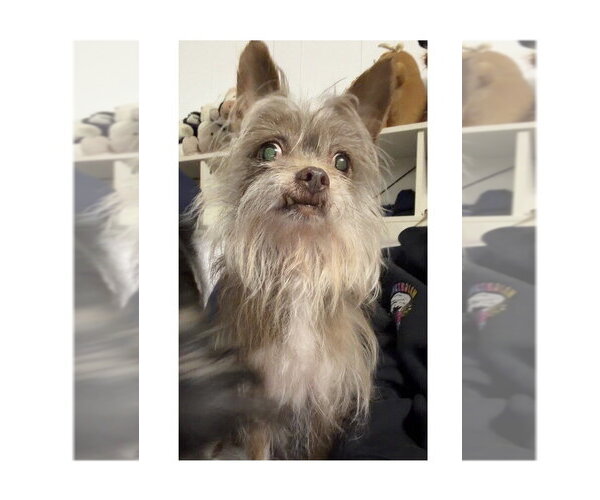 Medium Photo #6 ShiChi Puppy For Sale in Mooresville, NC, USA