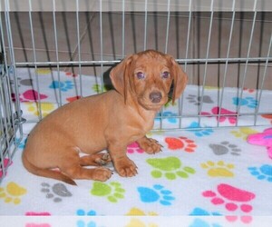 Dachshund Puppy for sale in ORO VALLEY, AZ, USA