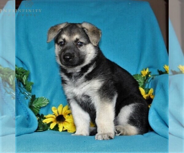 Medium Photo #3 German Shepherd Dog Puppy For Sale in PORT DEPOSIT, MD, USA