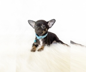 Chihuahua Puppy for sale in SACRAMENTO, CA, USA
