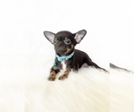 Small Chihuahua