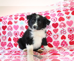 Border Collie Puppy for sale in SHILOH, OH, USA