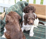 Small Photo #4 German Shorthaired Pointer-Poodle (Standard) Mix Puppy For Sale in WHITE POST, VA, USA