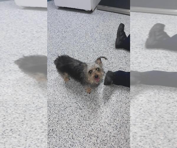 Medium Photo #5 Mutt Puppy For Sale in Rootstown, OH, USA