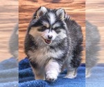 Small Photo #1 Pomsky Puppy For Sale in TAMPICO, IL, USA