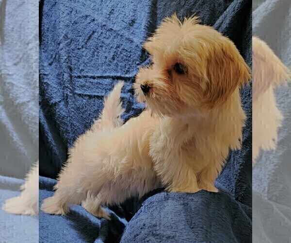 Medium Photo #9 Morkie Puppy For Sale in HOLLAND, MI, USA