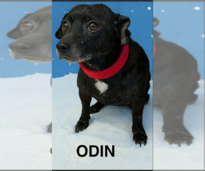 Chihuahua-Unknown Mix Dogs for adoption in Cranston, RI, USA