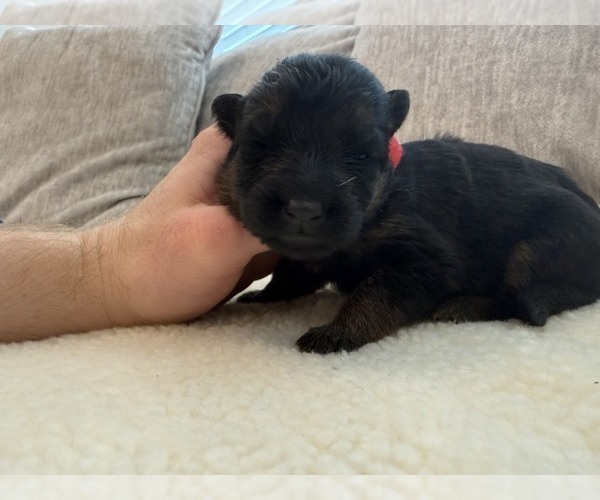 Medium Photo #7 German Shepherd Dog Puppy For Sale in BATTLE GROUND, WA, USA