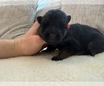 Litter of 8 - Male(s) and Female(s) German Shepherd DogLitter of Puppies for Sale - Photo #7