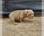 Small Photo #5 Bulldog Puppy For Sale in LAS VEGAS, NV, USA