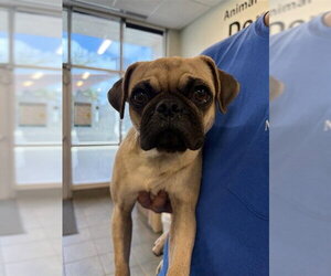 Pug-Unknown Mix Dogs for adoption in San Antonio, TX, USA