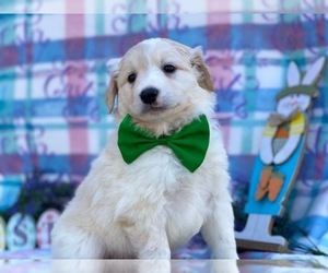 Border Collie-Golden Retriever Mix Puppy for sale in LANCASTER, PA, USA