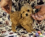 Small #2 Poodle (Toy)