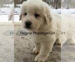 Puppy Regina Phalange Great Pyrenees