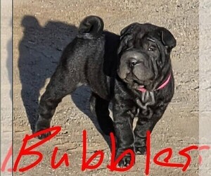 Medium Chinese Shar-Pei