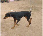 Small Photo #11 Doberman Pinscher Puppy For Sale in Apple Valley, CA, USA