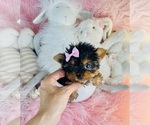 Small #2 Yorkshire Terrier