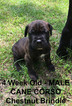 Small Photo #1 Cane Corso Puppy For Sale in NEW CANEY, TX, USA