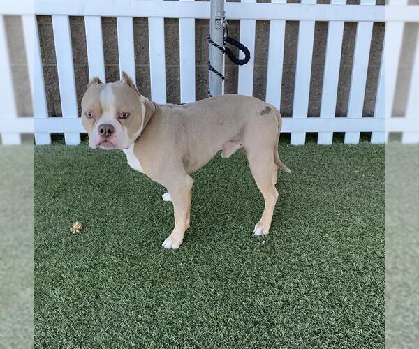 Medium Photo #1 Boxer-Unknown Mix Puppy For Sale in Modesto, CA, USA
