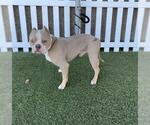 Small Boxer Mix