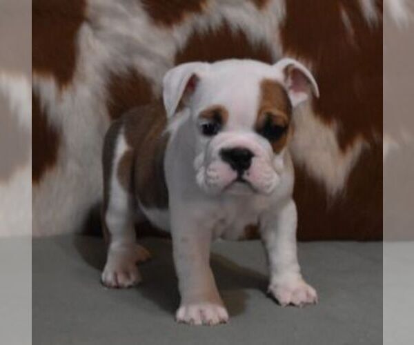 Medium Photo #6 English Bulldog Puppy For Sale in MARSHFIELD, MO, USA