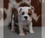 Small #5 English Bulldog