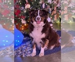 Small Photo #1 Australian Shepherd Puppy For Sale in SPRINGVILLE, IN, USA
