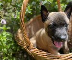 Small #5 Belgian Malinois