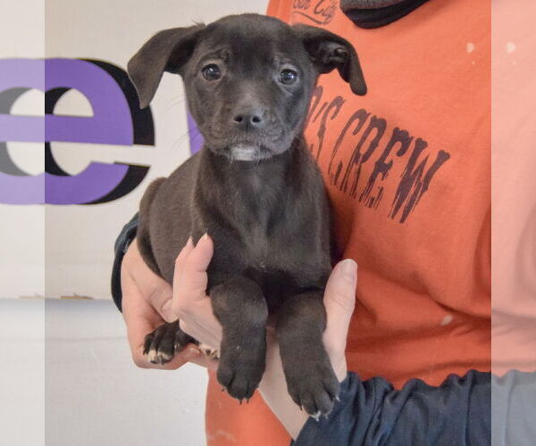 Medium Photo #4 Border Collie-Unknown Mix Puppy For Sale in Huntley, IL, USA