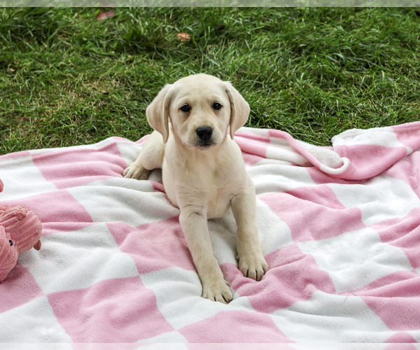 Medium Photo #3 Labrador Retriever Puppy For Sale in SYRACUSE, IN, USA