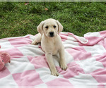 Rhea - Female Labrador Retriever Puppy for Sale - Photo #3