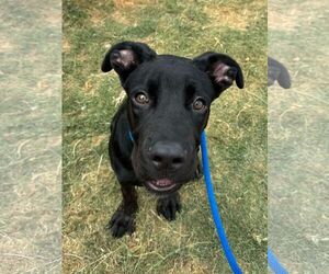 Labrador Retriever-Unknown Mix Dogs for adoption in San Diego, CA, USA