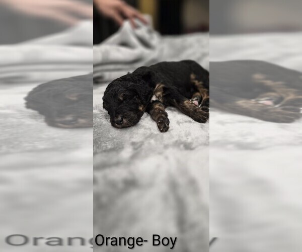 Medium Photo #10 Aussiedoodle Puppy For Sale in BOONEVILLE, AR, USA