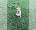 Small Photo #1 Labrador Retriever Puppy For Sale in CLEVELAND, TN, USA