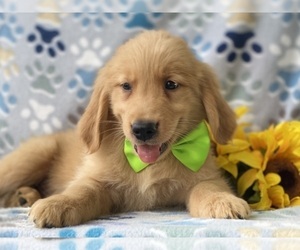 Golden Retriever Puppy for sale in LANCASTER, PA, USA