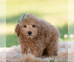 Small Photo #14 Goldendoodle (Miniature) Puppy For Sale in WARSAW, IN, USA