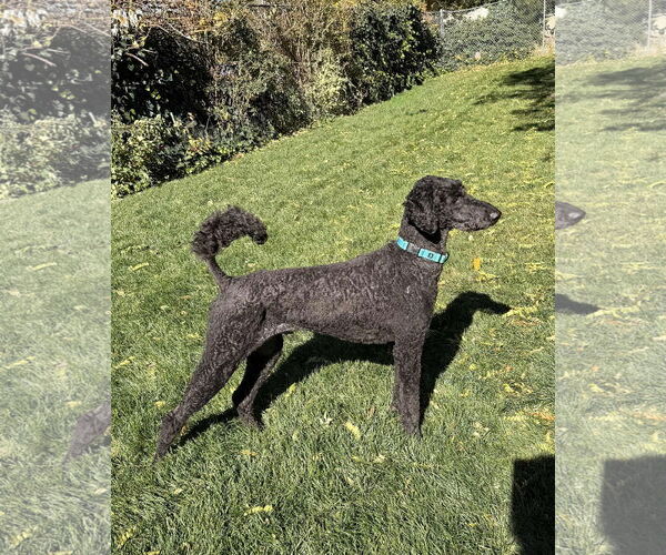 Medium Photo #3 Labrador Retriever-Unknown Mix Puppy For Sale in Sandy, UT, USA