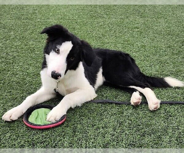 Medium Photo #1 Border Collie Puppy For Sale in Highland, IL, USA