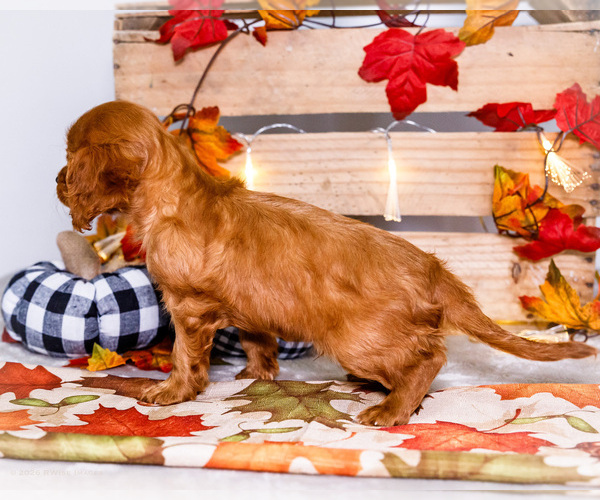 Medium Photo #30 Cavalier King Charles Spaniel Puppy For Sale in WAKARUSA, IN, USA
