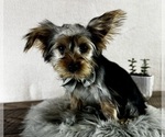 Small #4 Yorkshire Terrier