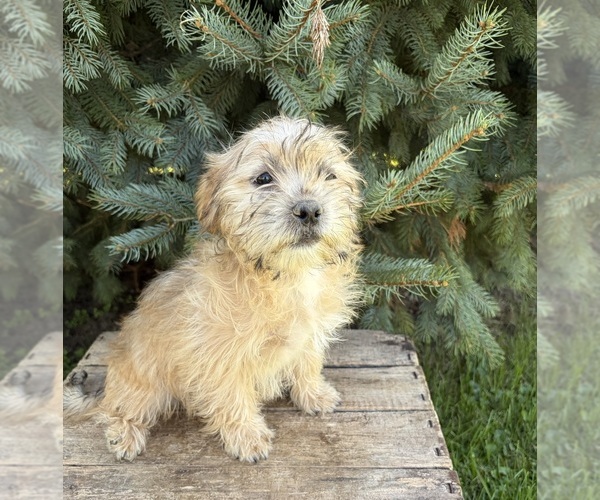 Medium Photo #3 Shorkie Tzu Puppy For Sale in MIDDLEBURY, IN, USA