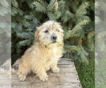 Ace - Male Shorkie Tzu Puppy for Sale - Photo #3