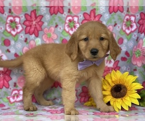 Golden Retriever Puppy for sale in LANCASTER, PA, USA