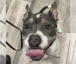 Small American Pit Bull Terrier