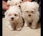 Small Photo #14 Bichon Frise Puppy For Sale in JURUPA VALLEY, CA, USA