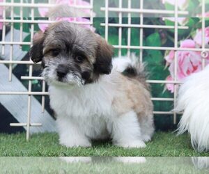 Zuchon Puppy for sale in MARIETTA, GA, USA