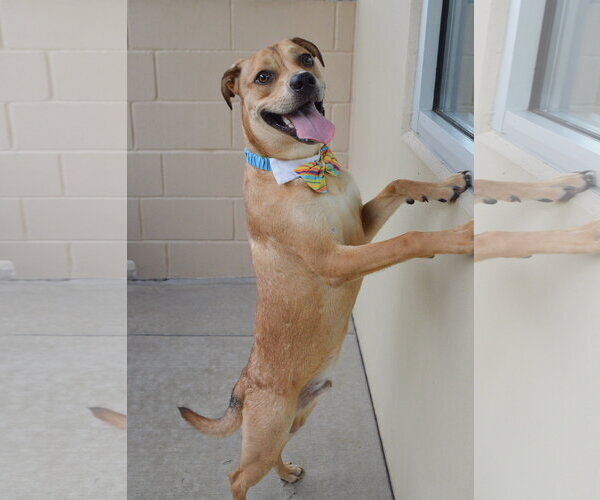 Medium Photo #2 Mutt Puppy For Sale in McKinney, TX, USA
